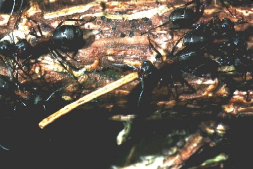 wood ant lifting