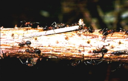 wood ant pulling up