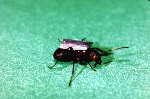 wood ant during capacity testing